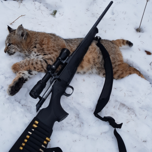 Bobcat Hunt Canada