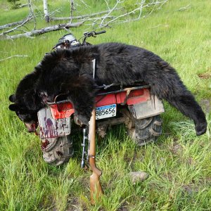 Bear Hunt Canada