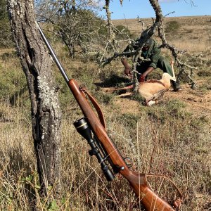 Skinning Springbok South Africa