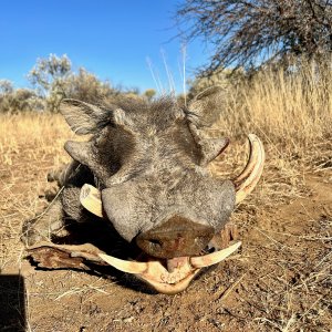Warthog with Zana Botes Safari