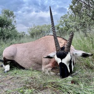 Oryx with Zana Botes Safari
