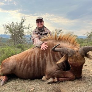 Golden WIldebeest Hunt South Africa