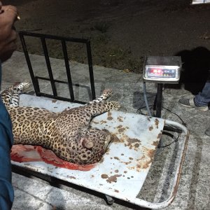 73 kg Leopard Hunt Southern Gujarat