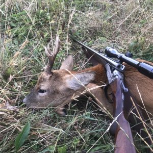 Roe Deer Hunting United Kingdom