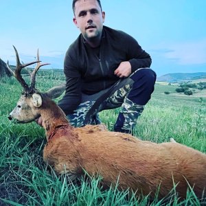 Roe Deer Hunting Romania