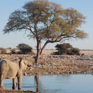 Elephants Etosha Nature Reserve