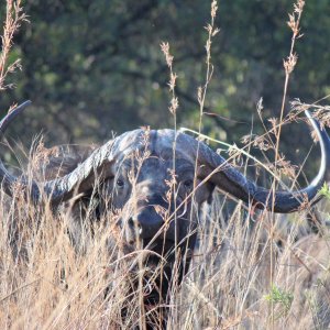 Cape Buffalo South Africa