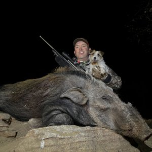 Bushpig Hunt South Africa
