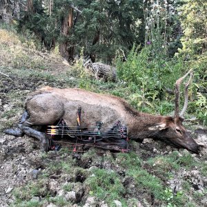 Elk Bow Hunting