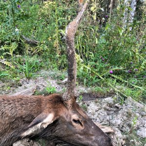 Elk Bow Hunting