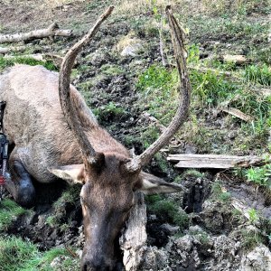 Elk Bow Hunting