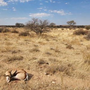 Springbok Bow Hunt Namibia
