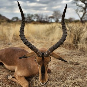 Impala Bow Hunt Namibia