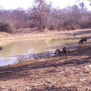 Niassa Wildebeest.