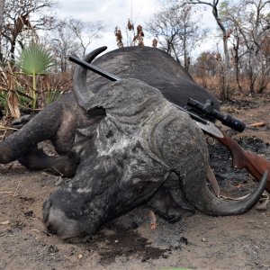 Buffalo Hunting Niassa Reserve Mozambique