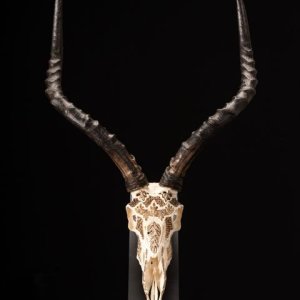 Impala Carved Skull With Bronze Finish