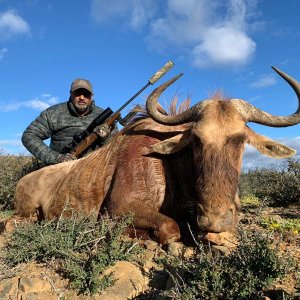 Golden Wildebeest Hunt Eastern Cape South Africa