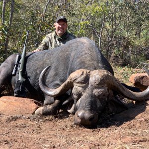Kwalata safaris Cape buffalo 2022