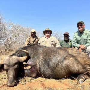 Buffalo Cow Hunting South Africa