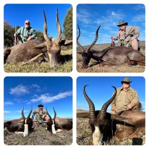 Bushbuck, Impala, Blesbok & Black Springbok Hunt South Africa