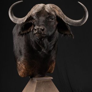 Buffalo Pedestal mount Taxidermy