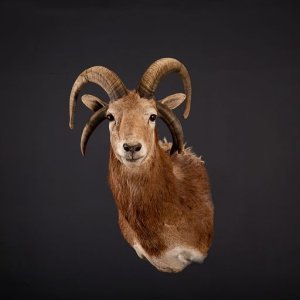 Four Horned Sheep Shoulder Mount Taxidermy