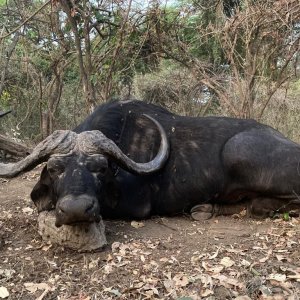 Buffalo Hunt Uganda
