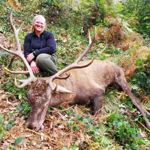 Red Stag Hunt Romania