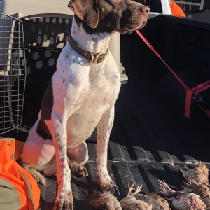 English Pointer Dog