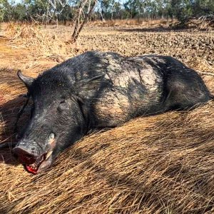 Pig Hunting