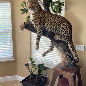 Leopard Full Mount Taxidermy