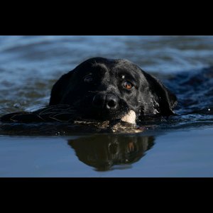 Waterfowl shooting with Labradors South Africa