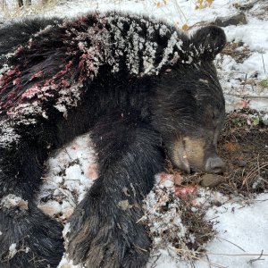 Black Bear Hunt Oregon