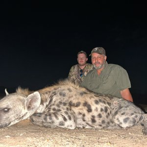 Spotted Hyena, Niassa Special Reserve, Block L9, Kwalata Safaris