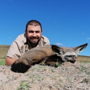 Bat-Eared Fox Hunt South Africa