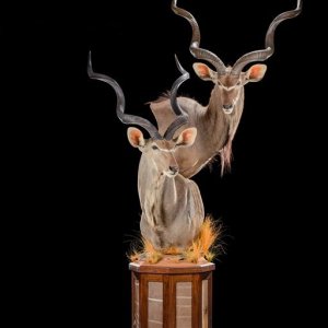 Kudu Duo Pedestal Mount Taxidermy
