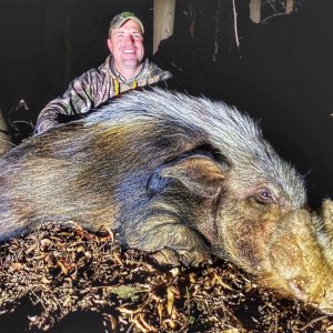 Bushpig Boar