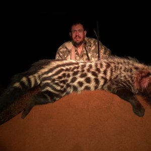 Civet Hunt Limpopo South Africa