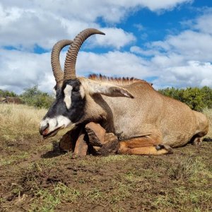 Roan Hunting South Africa