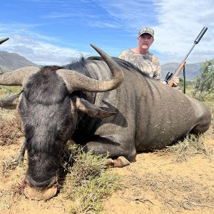 Blue Wildebeest Hunt Karoo South Africa