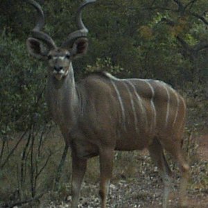 Flaring Kudu on trail camera