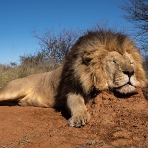 Lion Hunt Kalahari South Africa