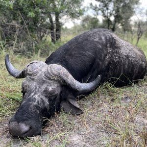 Buffalo Hunt Bwabwata Namibia