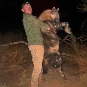 Brown Hyena Hunting South Africa