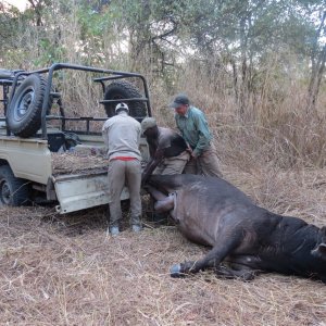 Loading Buffalo Mozambique