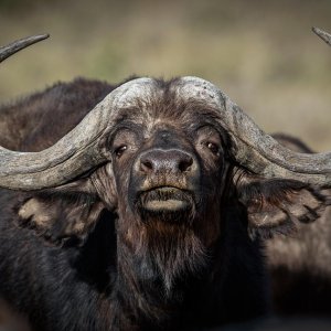 Young Buffalo Bull South Africa