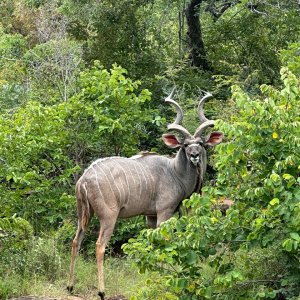 Narrow-Horned Kudu South Africa