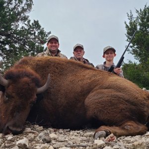 Bison Cow Hunt