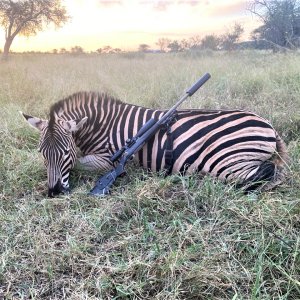 Burchells Zebra Hunt Limpopo Province South Africa