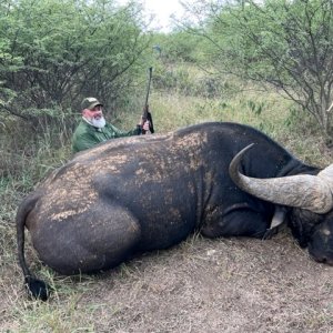 Cape Buffalo, Limpopo SA
